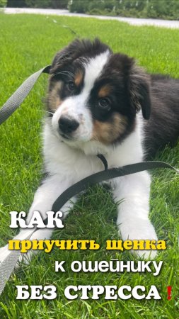 Как приучить щенка к ошейнику без стресса: 4 основных этапа⬇️