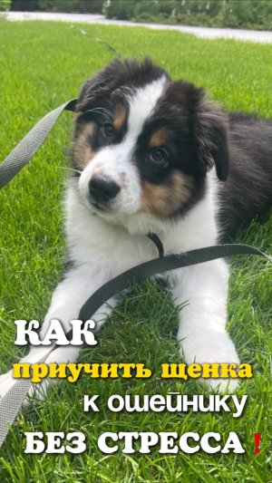 Как приучить щенка к ошейнику без стресса: 4 основных этапа⬇️