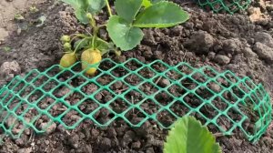 Клубника. Подставки под ягоду установила. Прополка и подкормка. 8 июня 2025