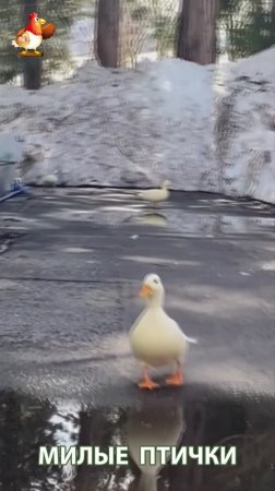 Утки домашние питомцы барыни сударыни  🦆🤗😂 (1)