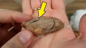 Из этого Кокона вылезла Самая Большая Бабочка в Мире Как это было
