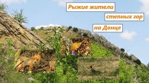 Рыжие жители степных гор на Донце: лиса, удод, бабочки перламутровки, толстоголовка. 06.05.25