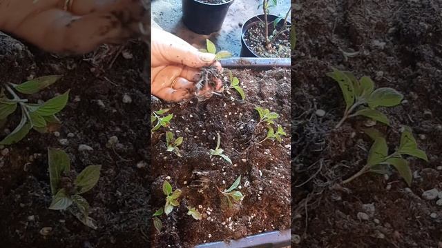 Атравматичные черенки метельчатой гортензии.23.05.25