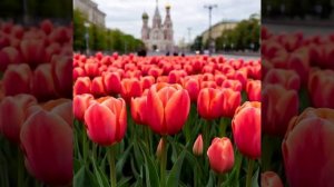 Красивые тюльпаны