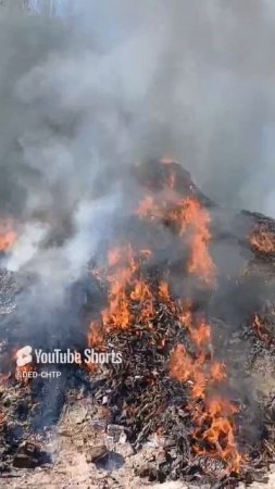 САМЫЙ НАДЁЖНЫЙ СПОСОБ ВЫВЕСТИ БЛОХ, КЛЕЩЕЙ,ВШЕЙ И ПРОЧУЮ ЗАРАЗУ ИЗ  КУРЯТНИКА!!! 08.06.2025 год.