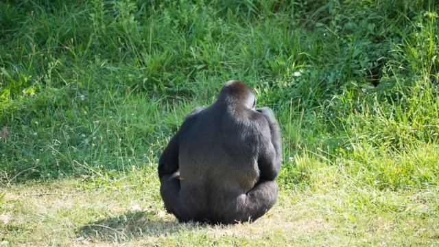 Горилла разбила стекло в зоопарке. Узнав причину, сотр смотреть онлайн