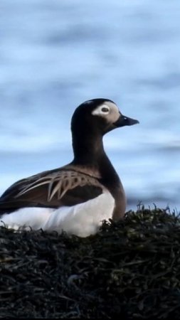 Самец и самка морянки на Белом море в НП "Онежское Поморье"