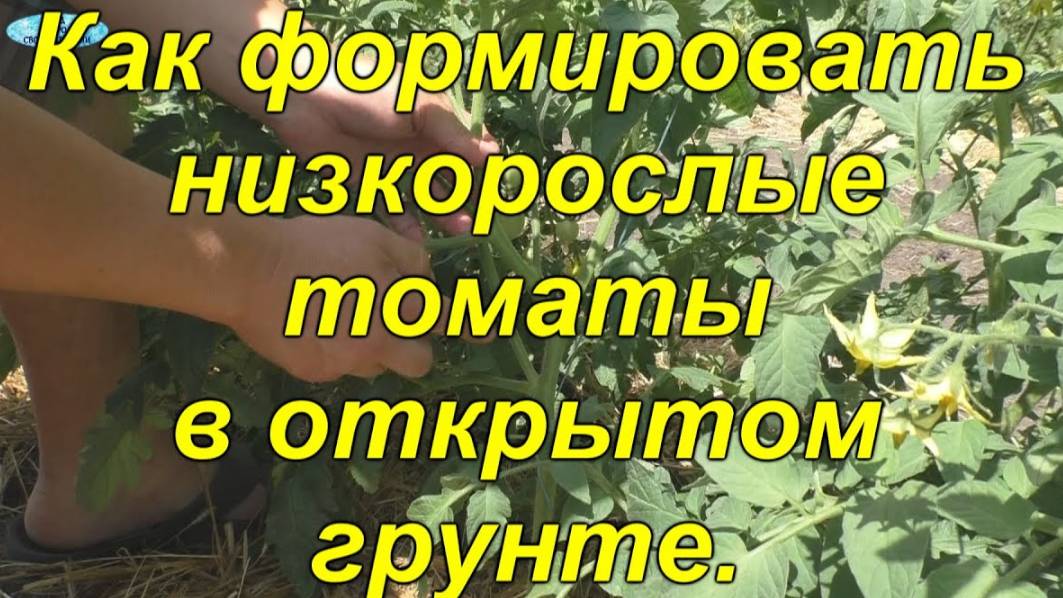 🍅 Низкорослые томаты: Формируем правильно для богатого урожая!