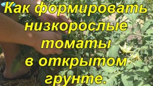 🍅 Низкорослые томаты: Формируем правильно для богатого урожая!