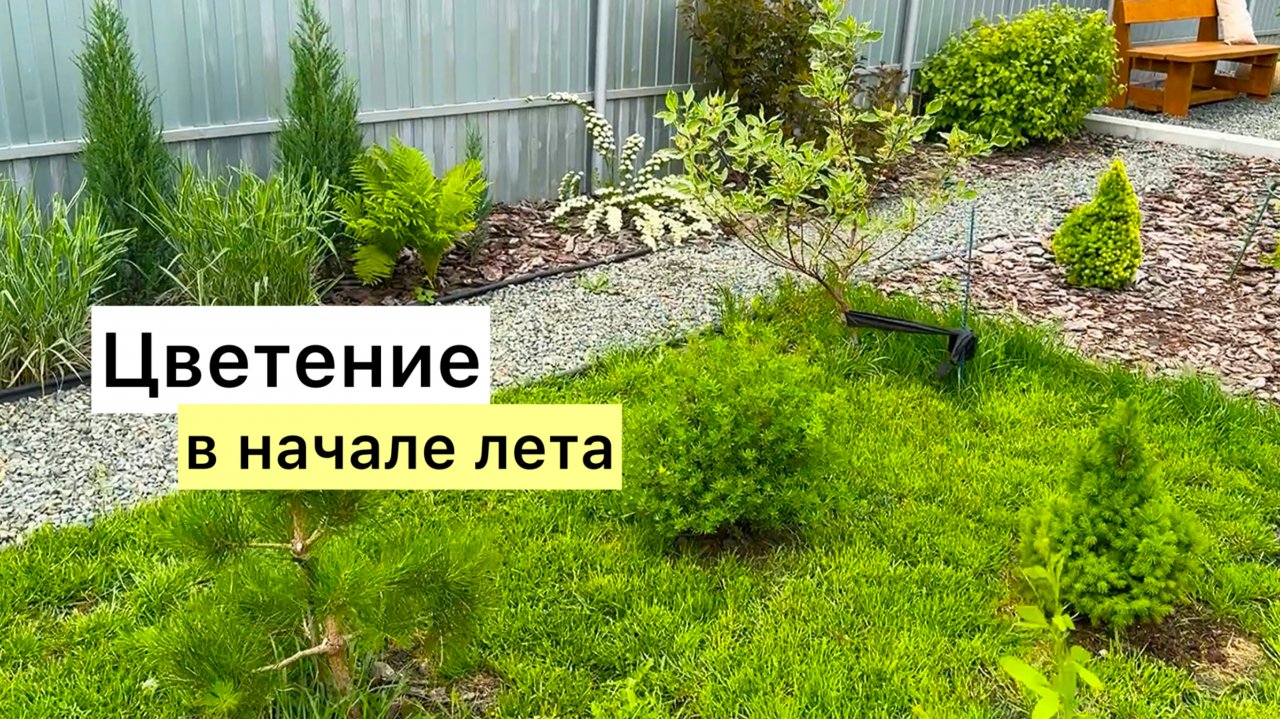 Показываю, пока не отцвели! Небольшая прогулка по саду!