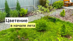 Показываю, пока не отцвели! Небольшая прогулка по саду!