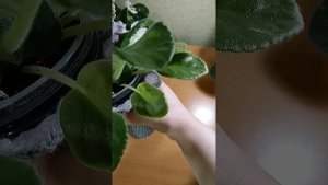 Обзор моих фиалок. Начинаю знакомить со своей коллекцией фиалок.