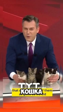 Милота на TV #shortvideo #shorts #video #memes #tv #турция #животные #милота #кот #юмор #мем #news