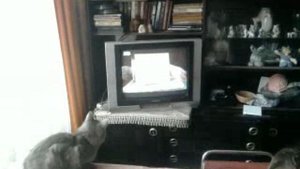 Очень интересная передача про кошек