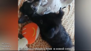 СЕСТРЁНКА МАРИСА  МИЯ В НОВОЙ СЕМЬЕ