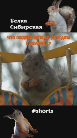 Белка и дождь очень похожи
