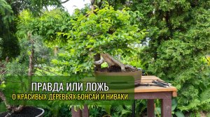 Правда или ложь о #бонсай и #ниваки