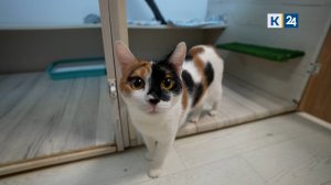 ЗаМУРчательный бизнес: как зарабатывают на питомцах. Реальный сектор 05.06.2025