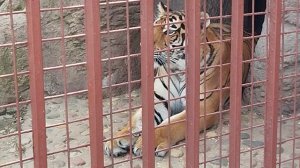 Явление тигричка Симы.У нее дзен и печальный случай в Барнаульском зоопарке.