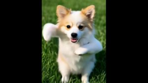 Песик танцует