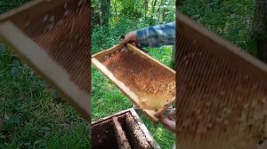 Посадка роя в улей