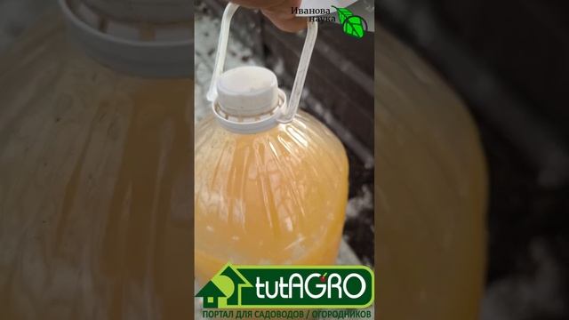 2 г в лейку и листья больше не желтеют. Полейте этим раствором растения и на завтра листья зелёные.