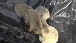 Грибная ферма. Семейный бизнес на Сахалине успешно растет