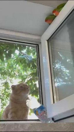 покушения