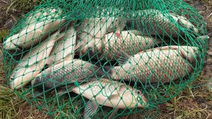 Уелги 01.06.2025