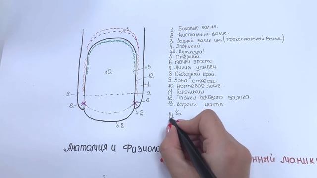 Все тонкости комбинированного маникюра / Физиология и