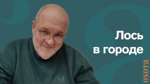 Лось в городе. Валерий Кузенков о диких животных рядом с людьми