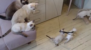 Хорошая игрушка для котиков