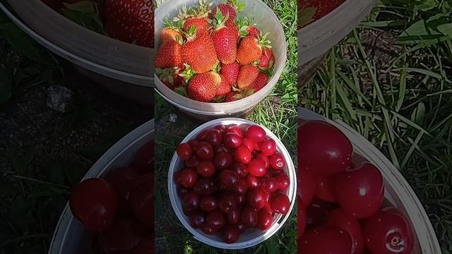 Своя черешня и клубника