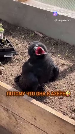 ЗНАКОМЬТЕСЬ ПОПОЛНЕНИЕ В СЕМЬЕ - КАРЛ, МОЖНО КАРЫЧ, МОЖНО КАРЛУША