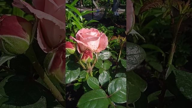 Моя красавица роза