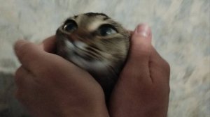 пишу музыку