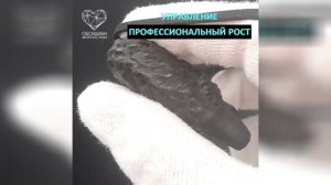 Амулет тотем медведь созданный вручную из рога черного буйвола