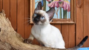 Снежный бенгальский кот. Окрас солид линкс.