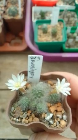 Aylostera albiflora Айлостера