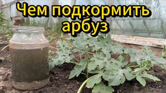 Первая подкормка арбуза. ЛУЧШАЯ ПОДКОРМКА ДЛЯ АРБУЗА И ДЫНИ. #арбуз