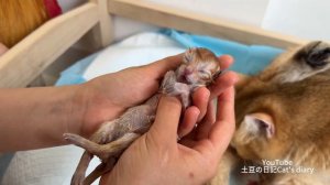 Золотистый ретривер, петух и кот охраняют кошку, которая рожает котят (2025 год) (uu)