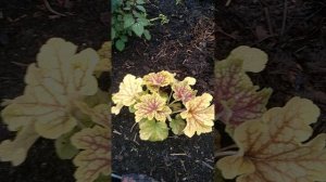 Супер многолетник для тенистых мест🌿