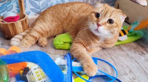 Кошка Тима принесла мне игрушку.. чтобы вместе поиграть