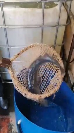 КРХ ТРИФОН
