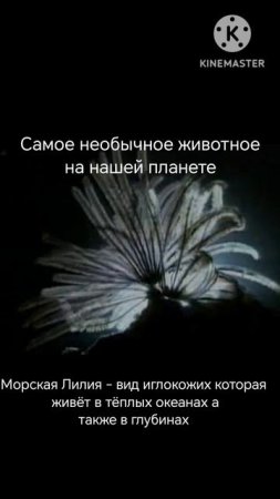 Самое необычное животное на нашей планете