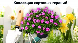Коллекция сортовых гераний | Садовод со стажем