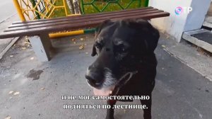 Звезда телевидения - лабрадор Гуччи! Комплекс-актив Суставы в норме от ЗооЛаб