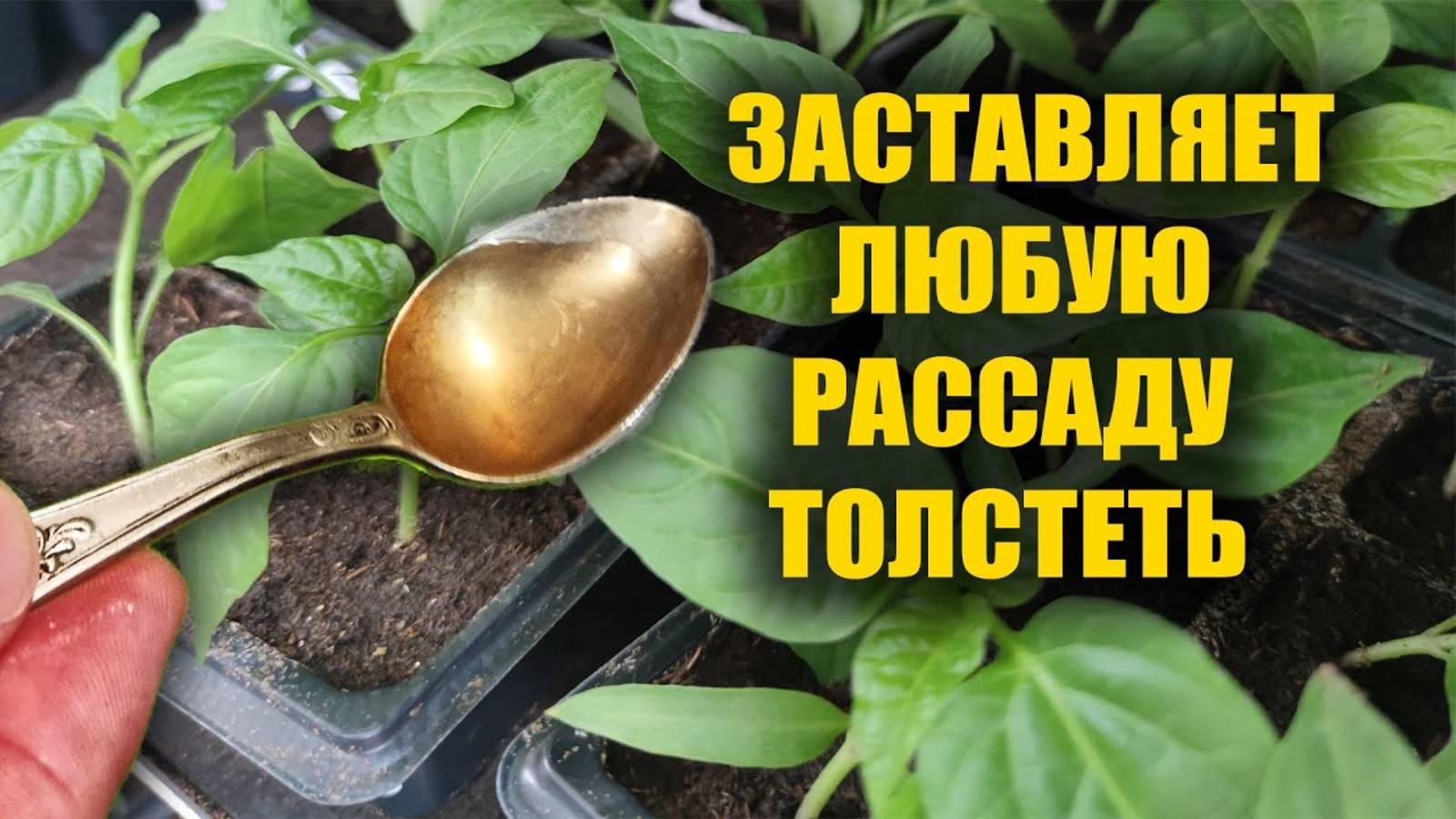 Я Обалдел! 1 Ложка Заставляет Любую Рассаду Толстеть и Активно Развиваться! Рассада Коренастая!
