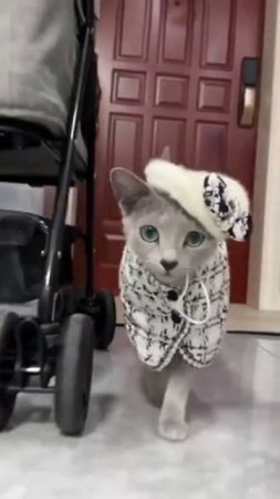 Кошка леди