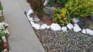 Мой сад 2020 год.